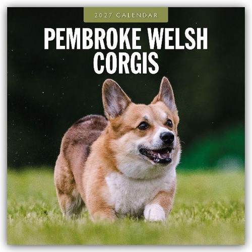 Pembroke welsh corgis - pembroke,