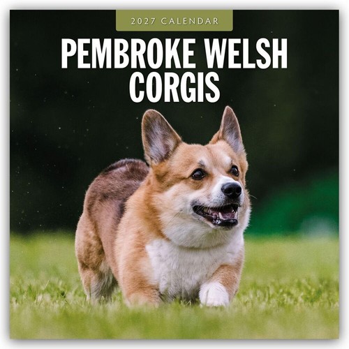 Pembroke welsh corgis - corgis,