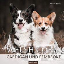 Welsh corgi cardigan - welsh,