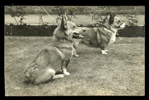Corgi welsh dog - welsh,