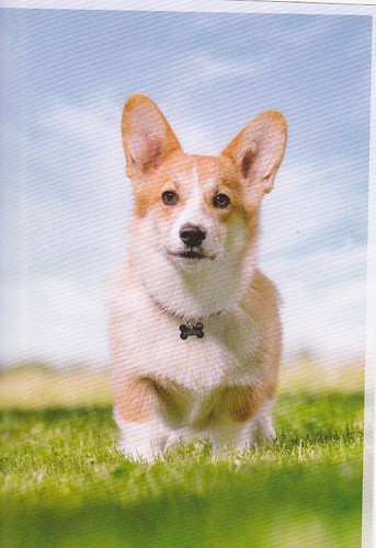 Welsh corgi pembroke - corgi,