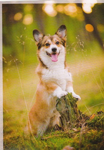Welsh corgi pembroke - corgi,
