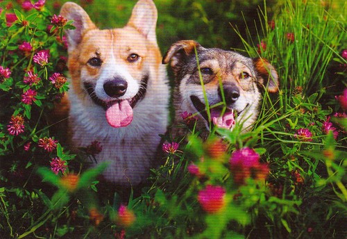 Welsh corgi pembroke - ,