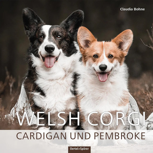 Welsh corgi cardigan und - |,
