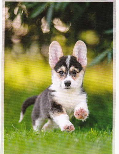 Welsh corgi pembroke - ,