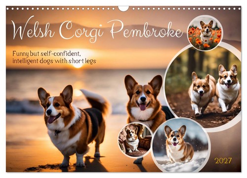 Welsh corgi pembroke - corgi,