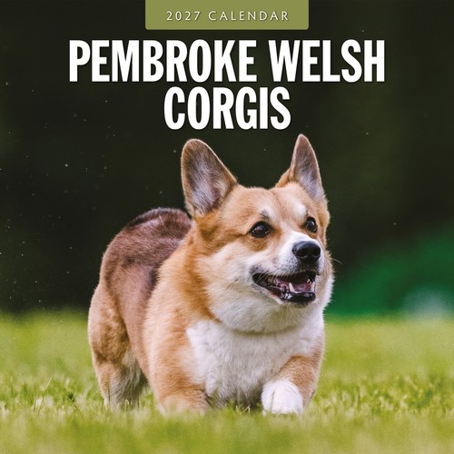 Pembroke welsh corgis 2027 - pembroke,
